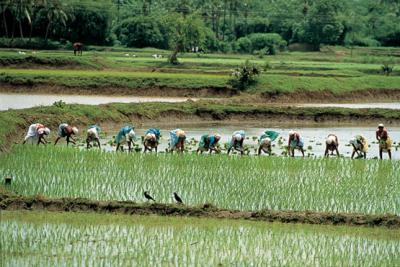 20080403173830-arroz.jpg